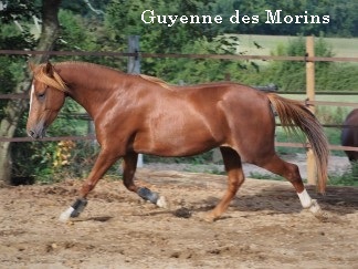Guyenne des Morins, PFS, par Sauvage des Morins et Tendance des Morins par Linaro