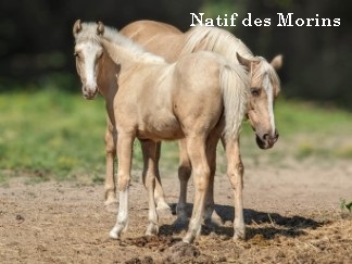 Natif des Morins, PFS, par Sauvage des Morins et Radieuse des Morins par Hableur de Ravary