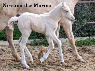 Nirvana des Morins, PFS, par Sauvage des Morins et L'Odyssee du Sud par Banagher Magee